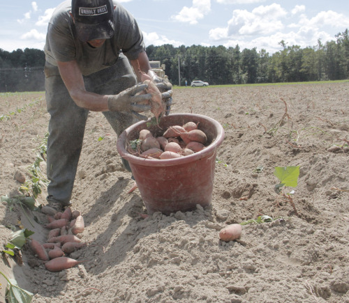 Un solo obrero agrícola debe recoger, como promedio, dos toneladas, o 4.000 libras, de batatas para ganar $50. Foto de Lynette Wilson/ENS.