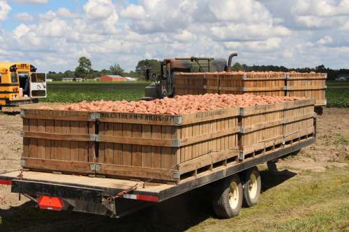 Los obreros agrícolas se dirigen a los campos al amanecer a recoger batatas en grandes cantidades para llenar camiones como éstos. Foto de Christine McTaggart/Diócesis de Carolina del Norte.