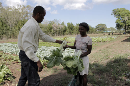 Yves Mary Etienne, an economist, pulls bok choy from the test plot and gives it to a woman from the community to sell at a local market. Photo: Lynette Wilson/Episcopal News Service 