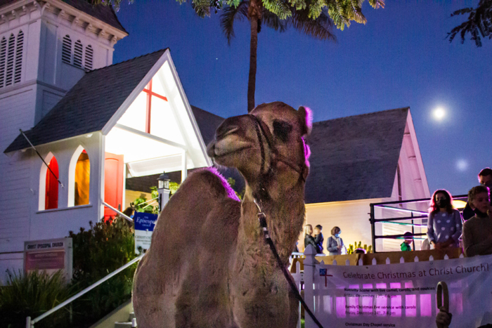 A haughty-looking camel is part of the scene at the 2021 Living Nativity at Christ Church, Redondo Beach. Courtesy photo